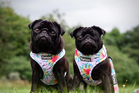 two small black pugs wearing topdog harnesses outdoors. the pug on the right only has one eye