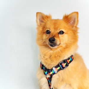 dog strap harness