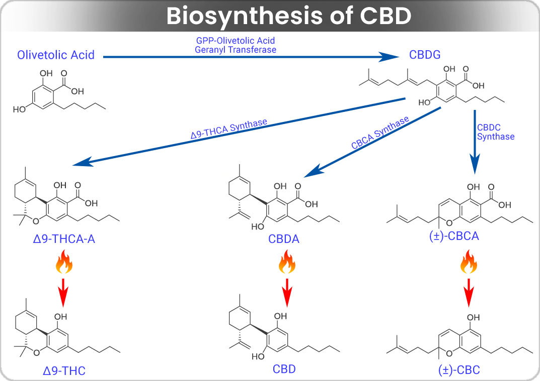 Guide showing the routes to synthesis of CBD
