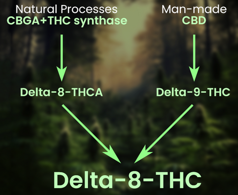 Diagram showing how Delta-8-THC is made from both natural enzymes and man-made isomerisation