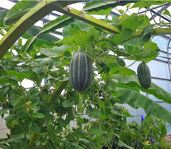 food forest watermelon gracie modern arbor