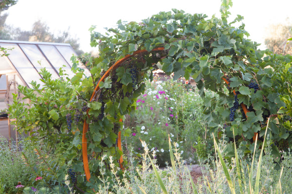 Sunset Magazine edible garden grape arbor