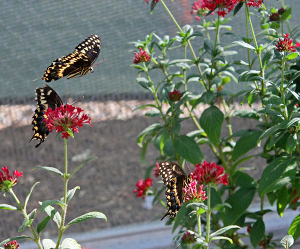 Natural History Museum butterflies Terra Trellis