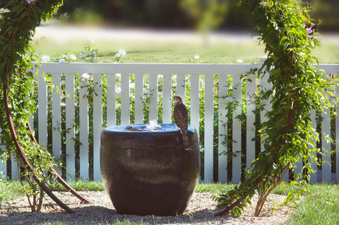 garden wildlife bird red tailed hawk birdbath