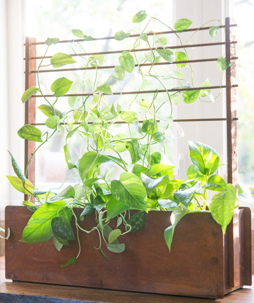 modern window planter box houseplant