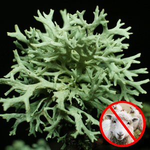 lichen sheep lanolin vitamin d3