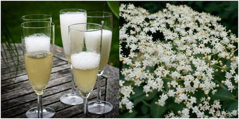 Elderflower champagne