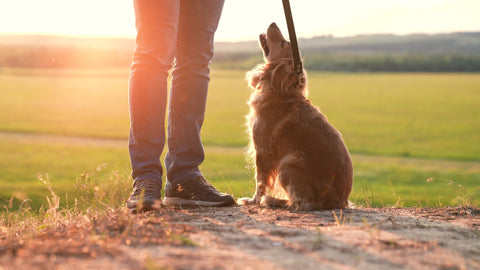 dog with owner