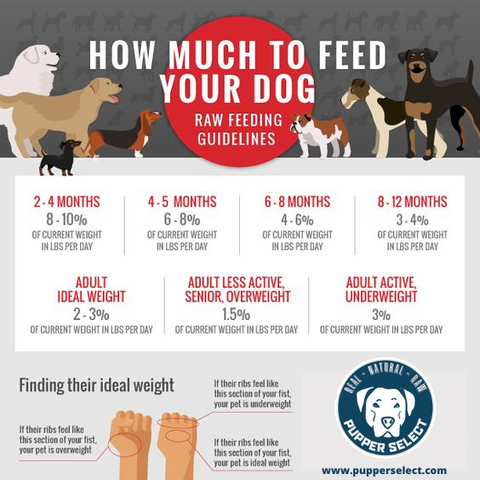How Much Are You Feeding Your Dog?