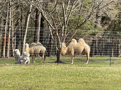 Camels near Walleye Park