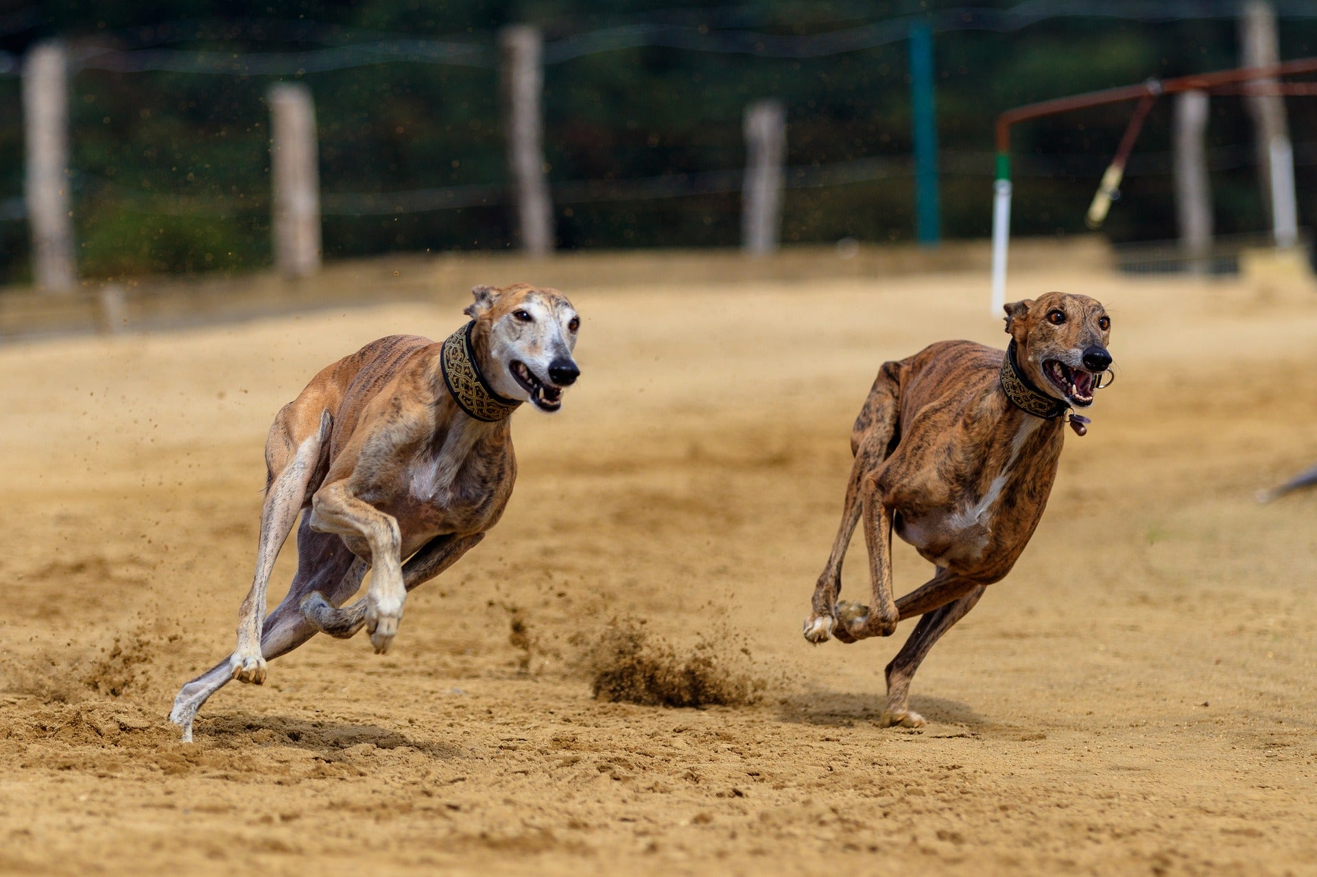 are greyhounds good pets