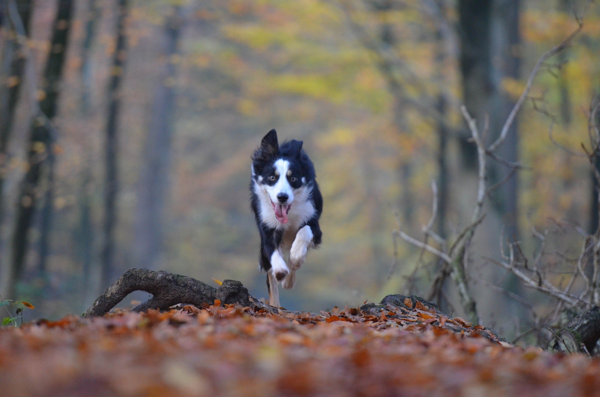 how fast can different dog breeds run