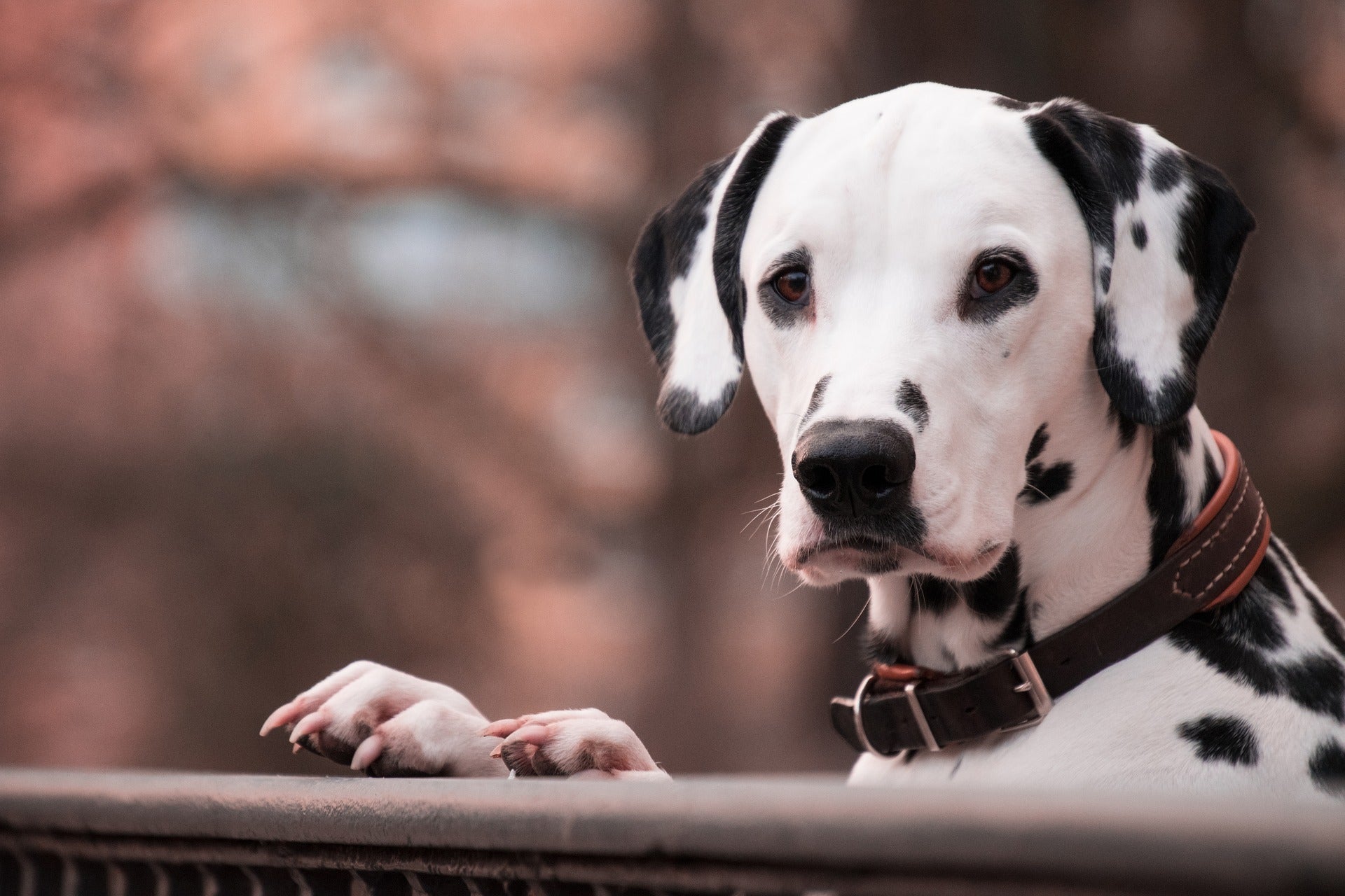 why are dalmatians considered firehouse dogs