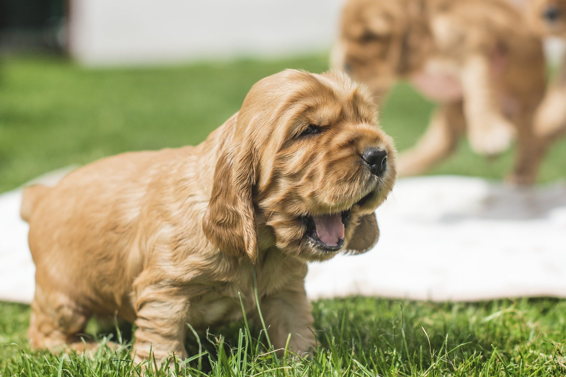 why does my dogs jaw quiver when he yawns