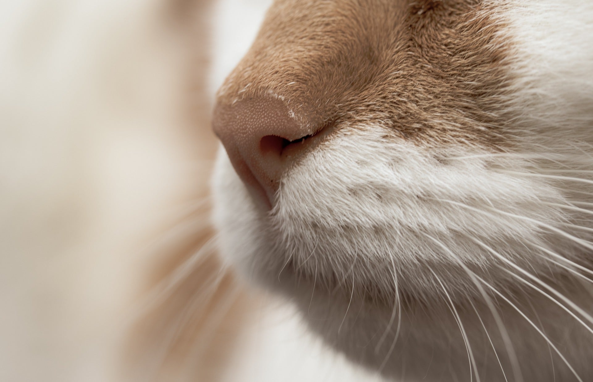 Кошка вода нос. Нос кошки. Кошачий носик. Коты с носом. Усы кошачьи.