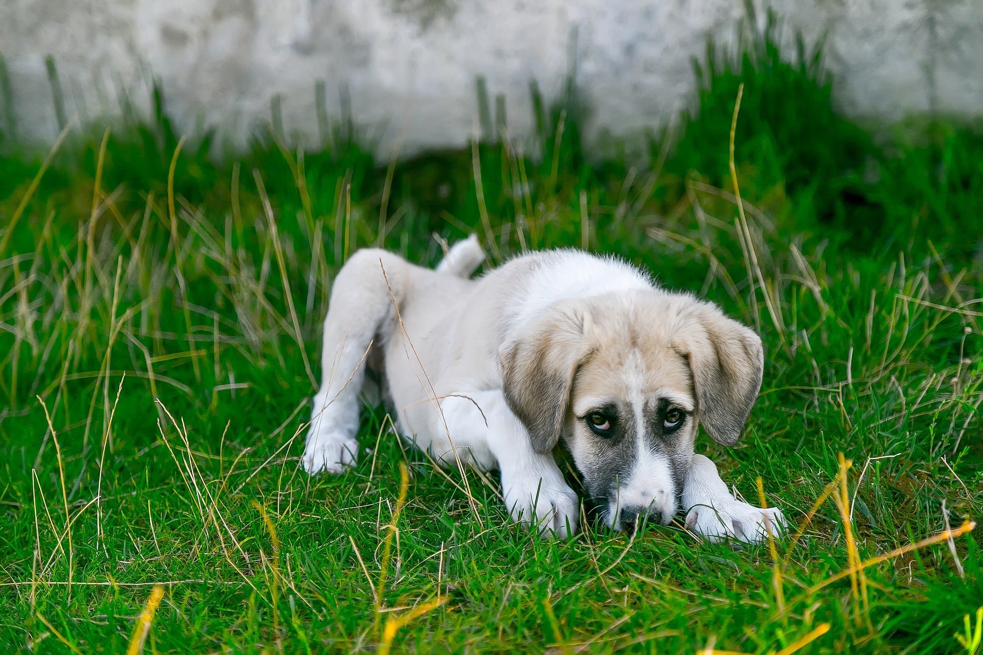 can a dog get mange from grass