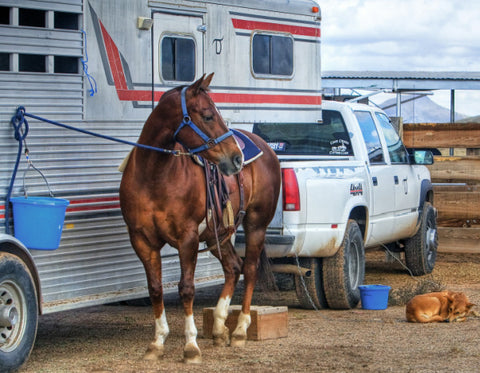 horse trailer with horse