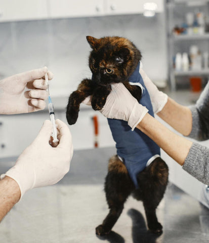 Vaccine for Cats in Hong Kong