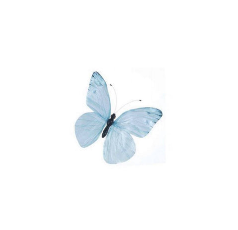 Papillon bleu