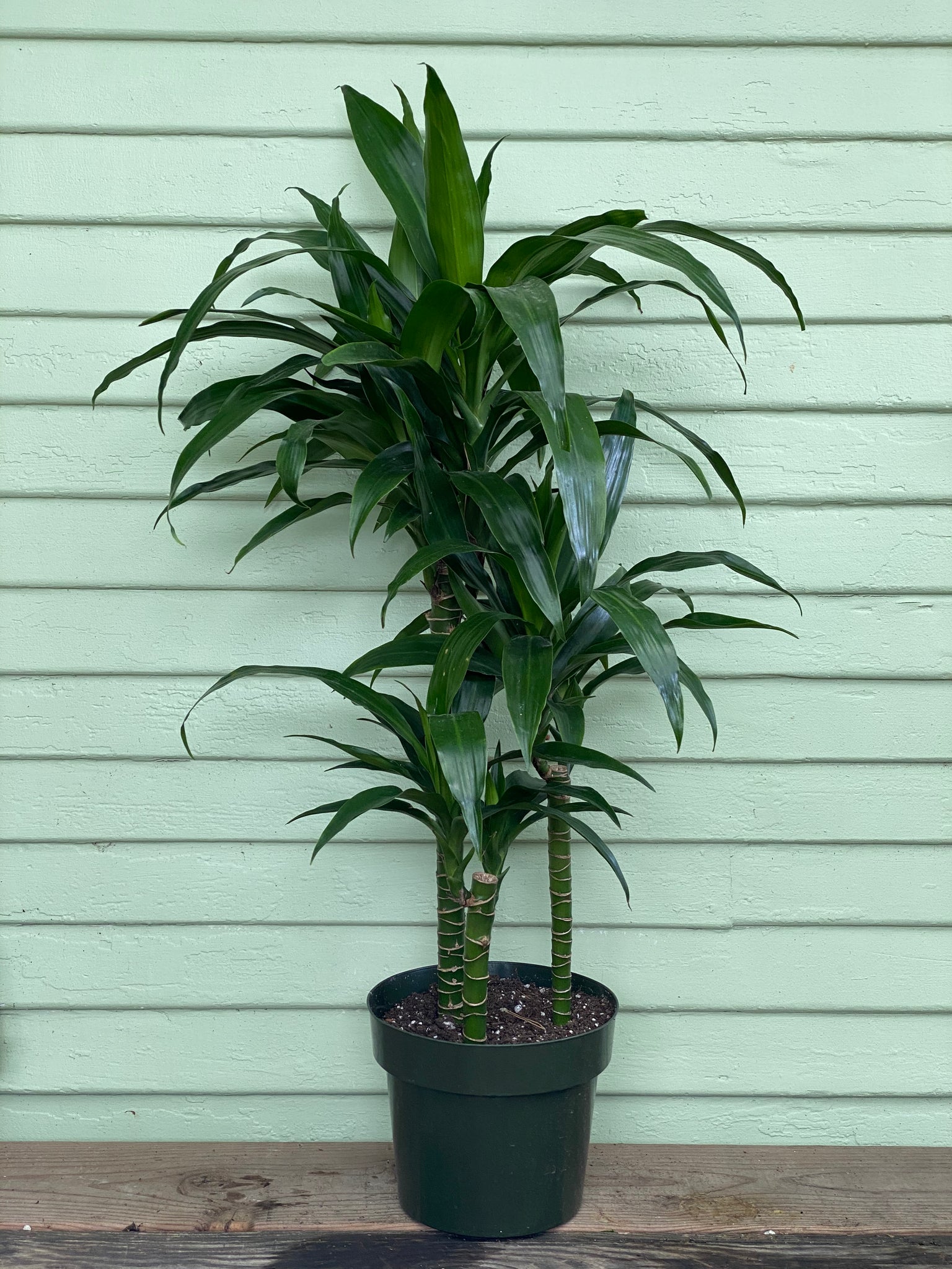 Dracaena fragrans | Lisa | Mickey Hargitay Plants