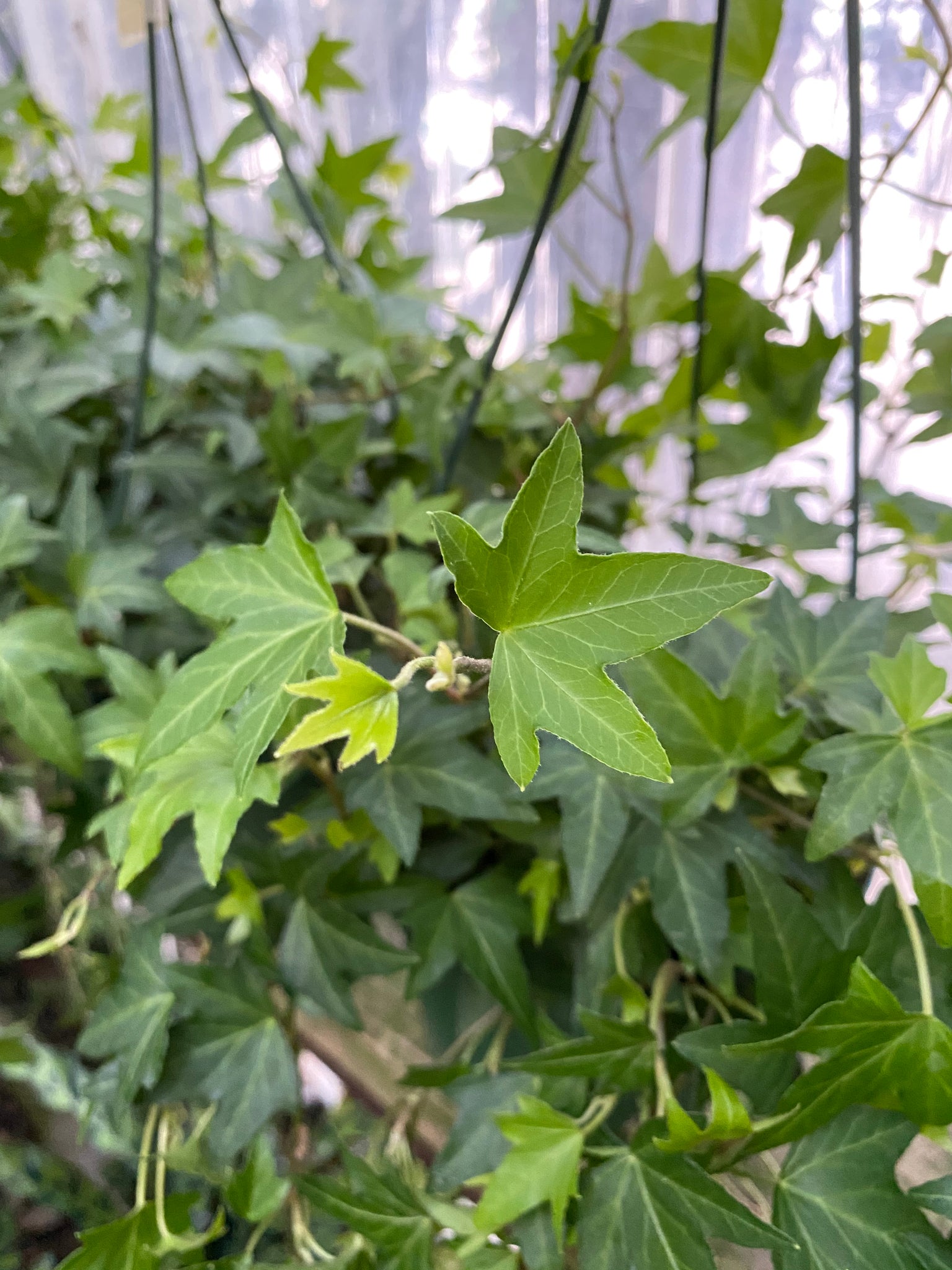 Hedera helix | Needlepoint Ivy – Mickey Hargitay Plants
