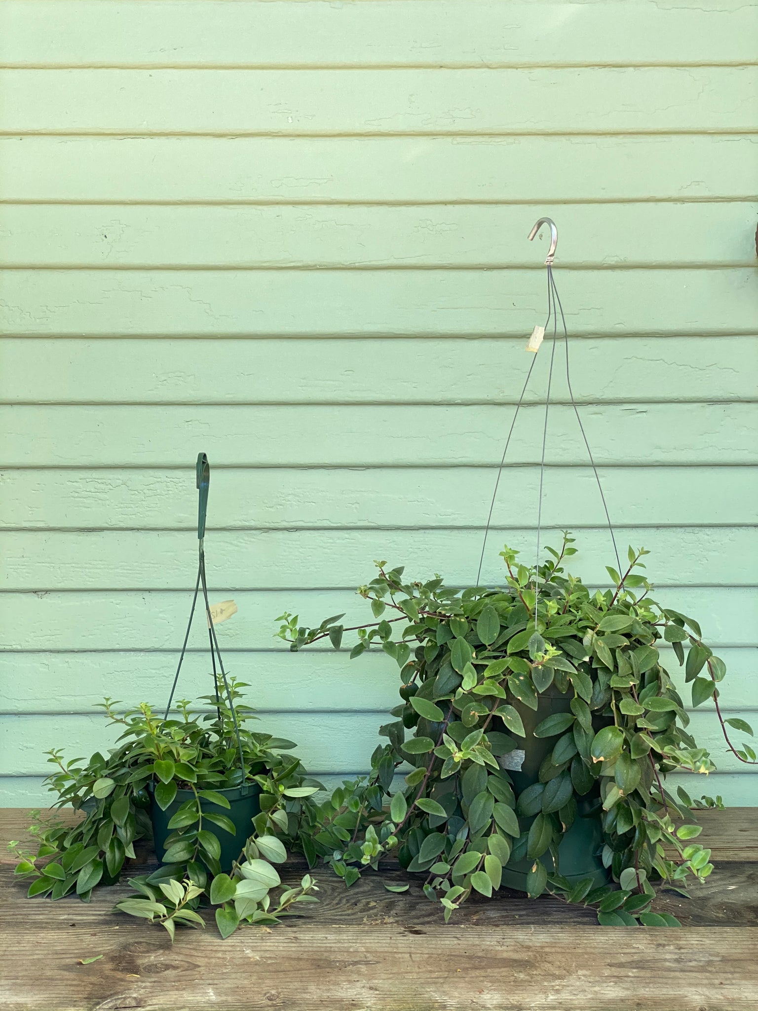 cassiopeia lipstick plant