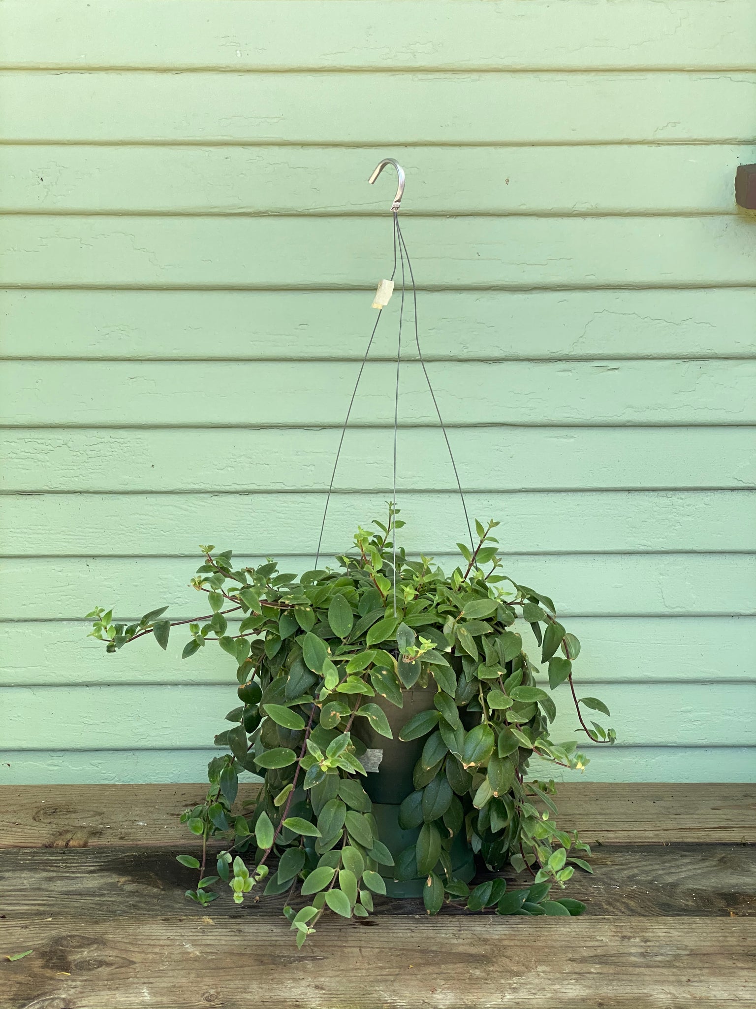 cassiopeia lipstick plant