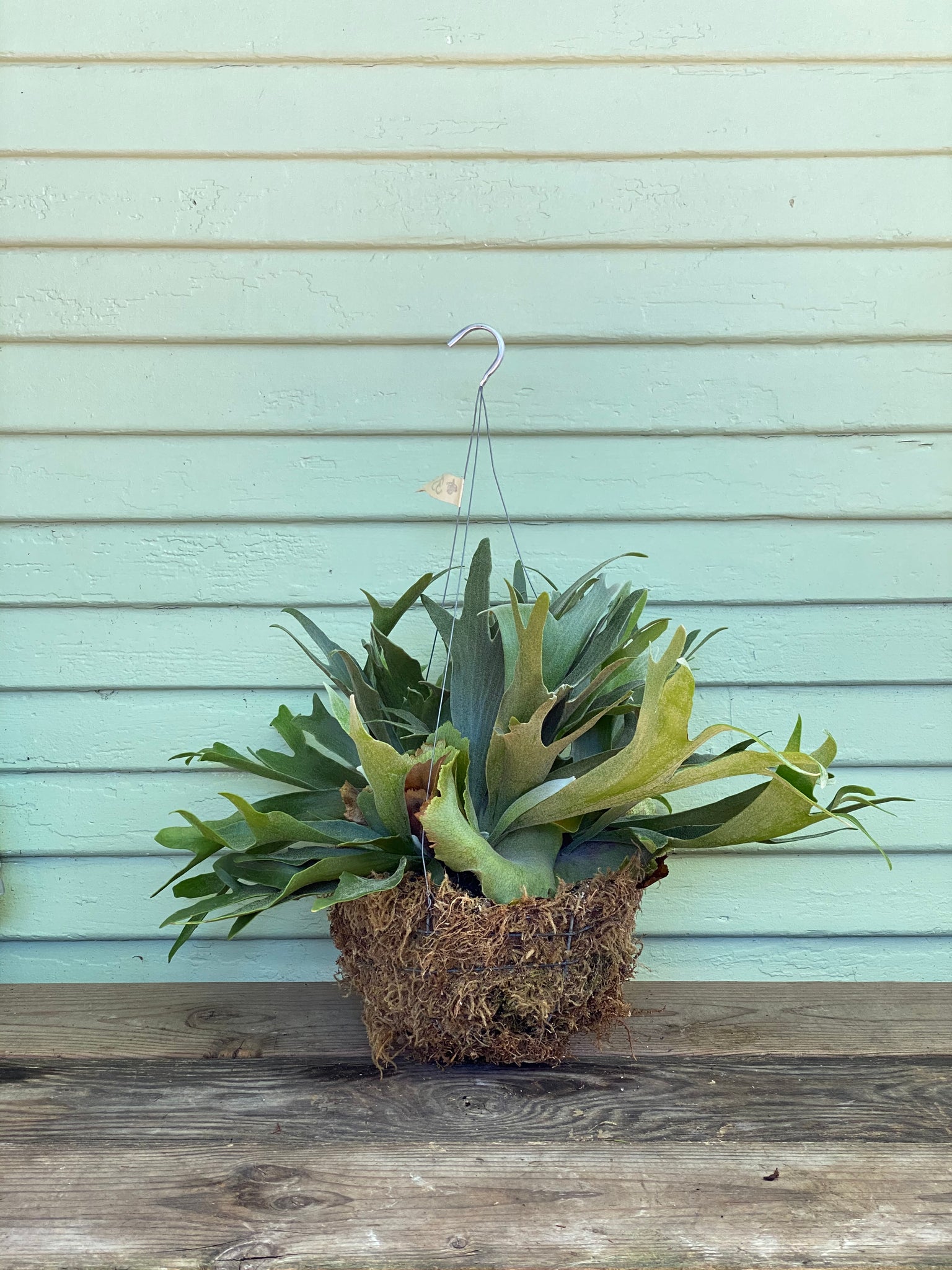 Staghorn Fern | Mickey Hargitay Plants