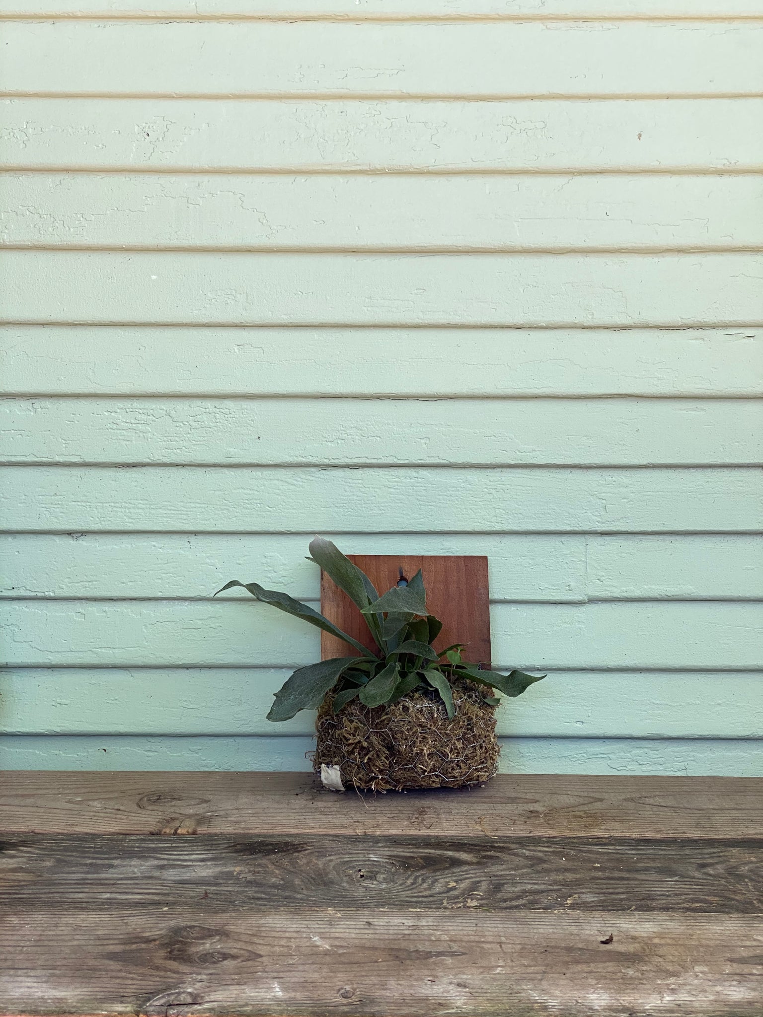 Staghorn Fern | Mickey Hargitay Plants