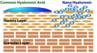 Nano Hyaluronic molecules penetrating the skin