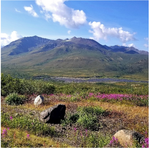 Mountains with a mostly sunny sky with flowers and greenery in the foreground.