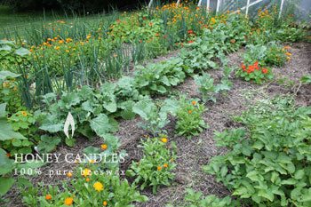 gardening on earth day