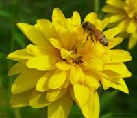 honey bees