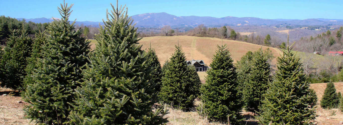 3-4 Ft Real Christmas Tree Delivery - Fraser Fir |  FREE Shipping