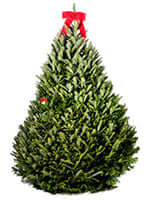 fir christmas tree