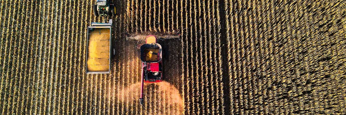 Harvesting a corn field