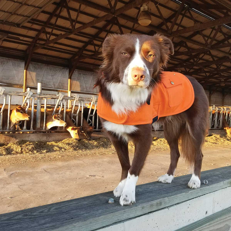 carhartt dog chore coat orange
