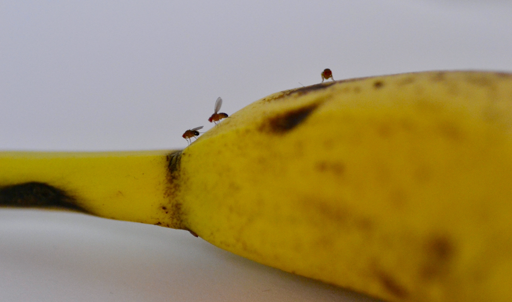 prevent fruit flies