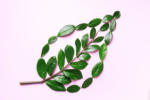 eco friendly leaf