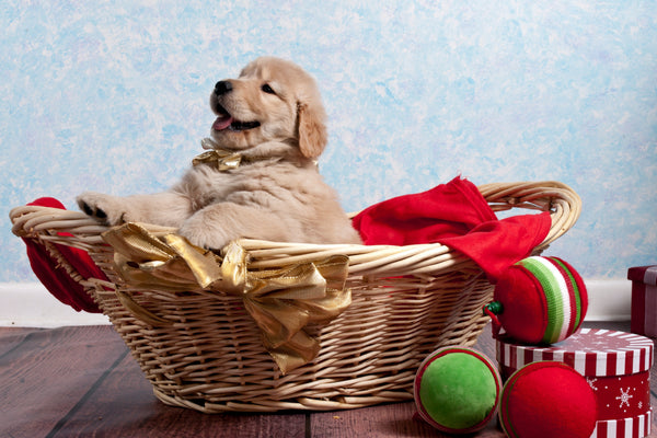 puppy holiday in basket