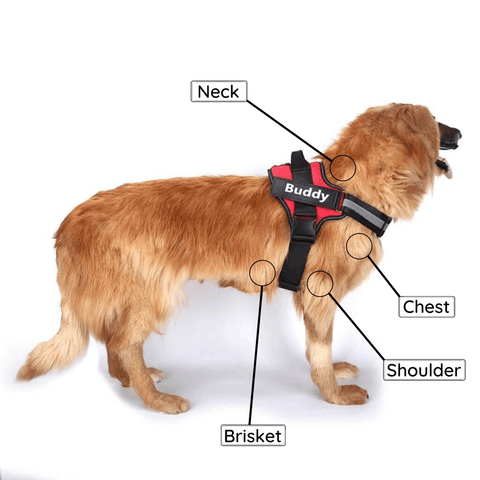 No Pull Dog Harness Illustration