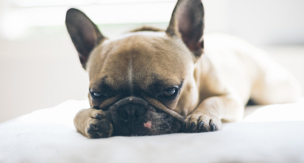 What To Do If Your Dog Eats Rotten Food