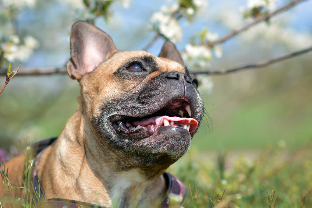 how do you treat a sneezing dog