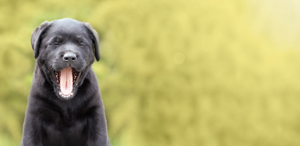 do dogs have baby teeth: Cute puppy yawning