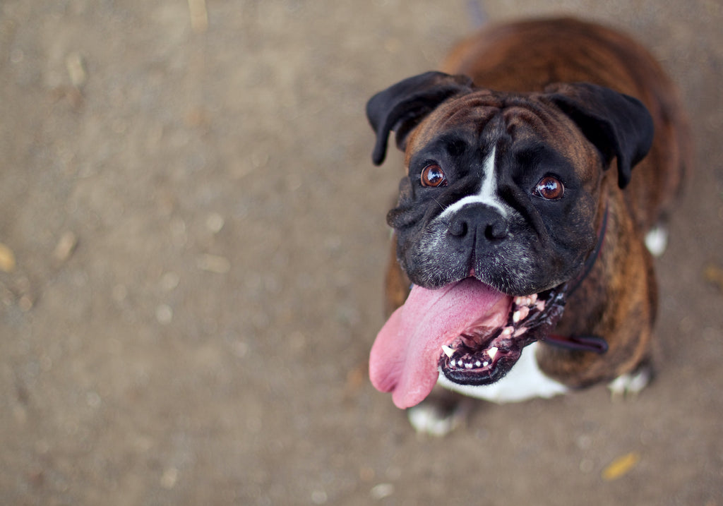 Dog asthma: A boxer with its tongue hanging out of its mouth, panting