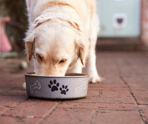 Dog eating out of dog food bowl