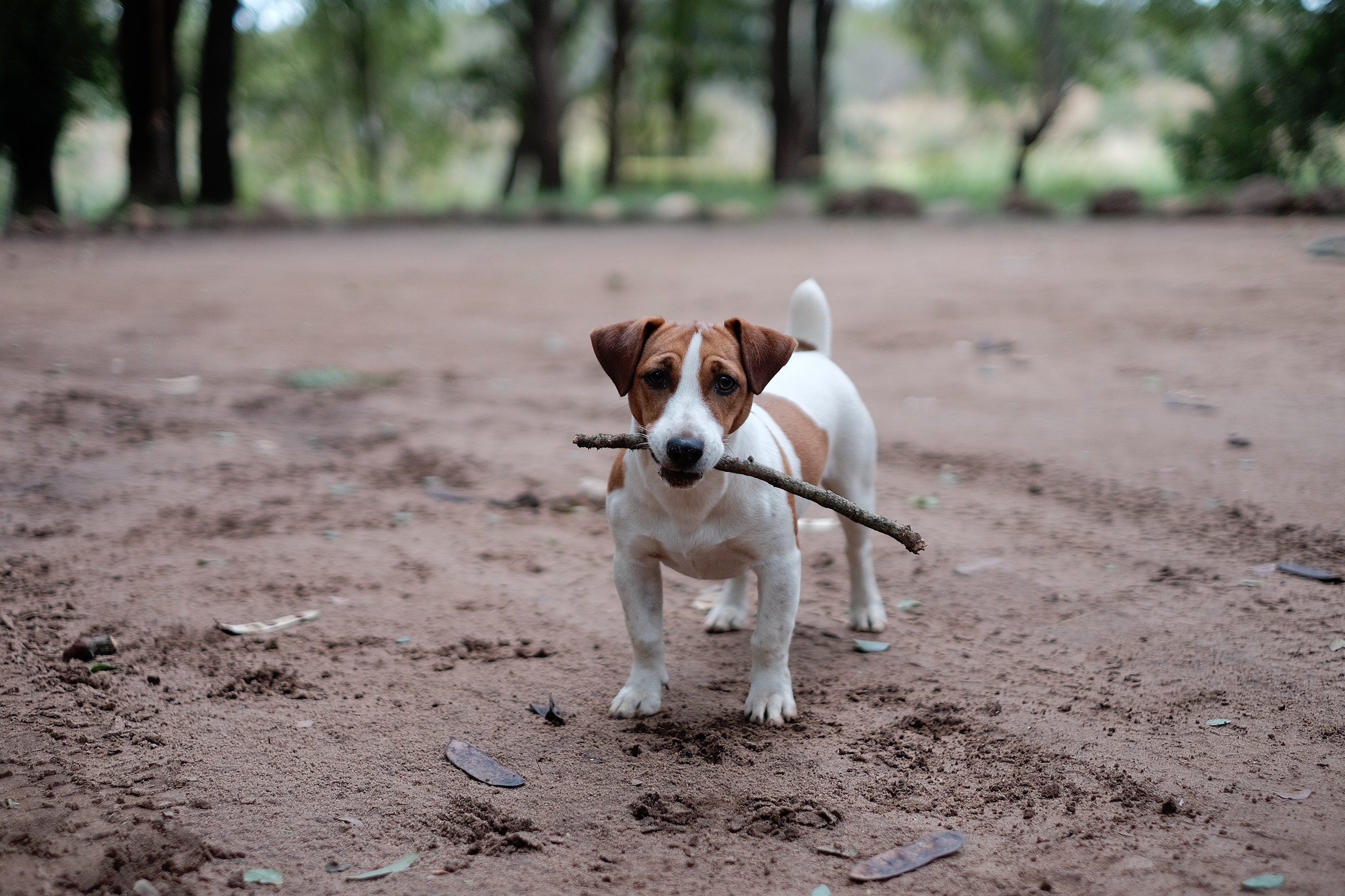 how much exercise does a terrier need everyday