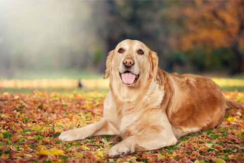 Golden retriever discount bad hips