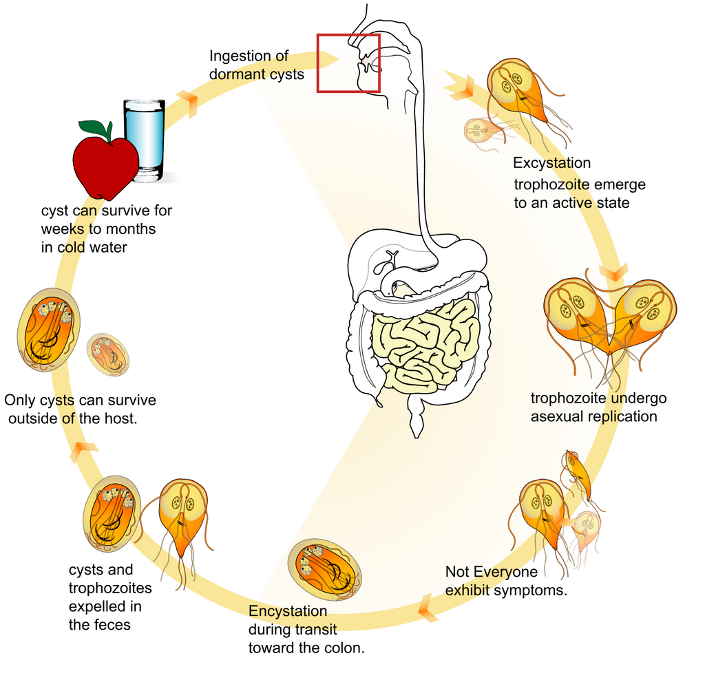 what are the signs of giardia in dogs