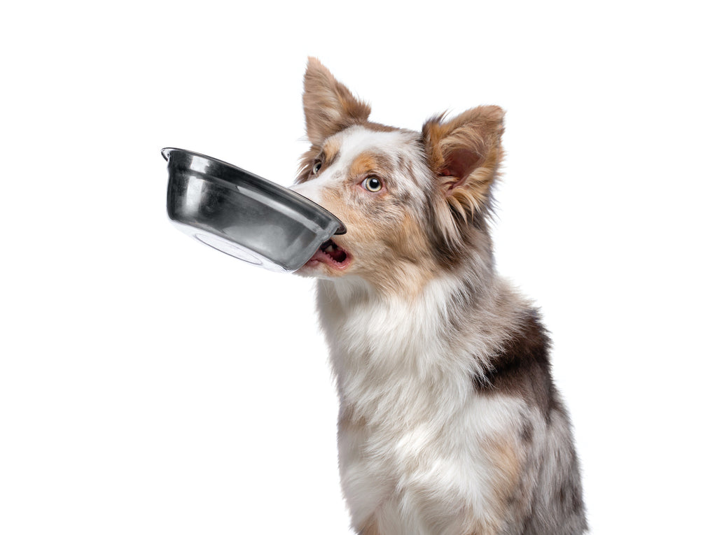 dog food for picky eaters with sensitive stomach
